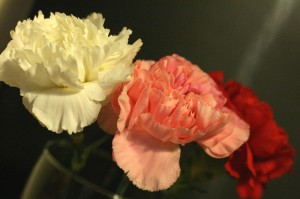 A photo of three carnations in white, pink and red